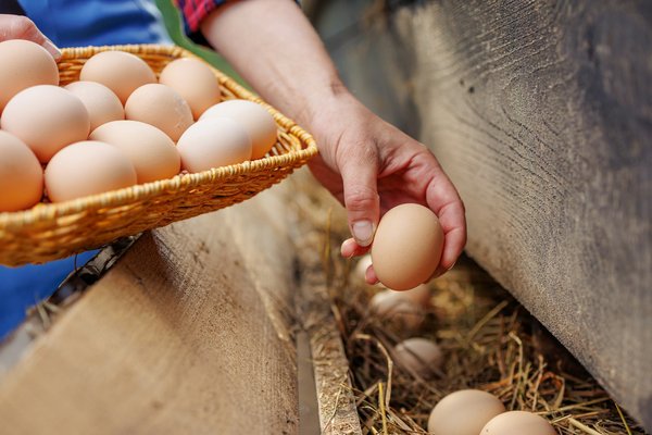 Why are eggs vaccinated?